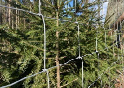 Lesnické uzlové pletivo, pozinkované, na dřevěných kůlech – oplocení lesní obory (lesní školky / výsadby).