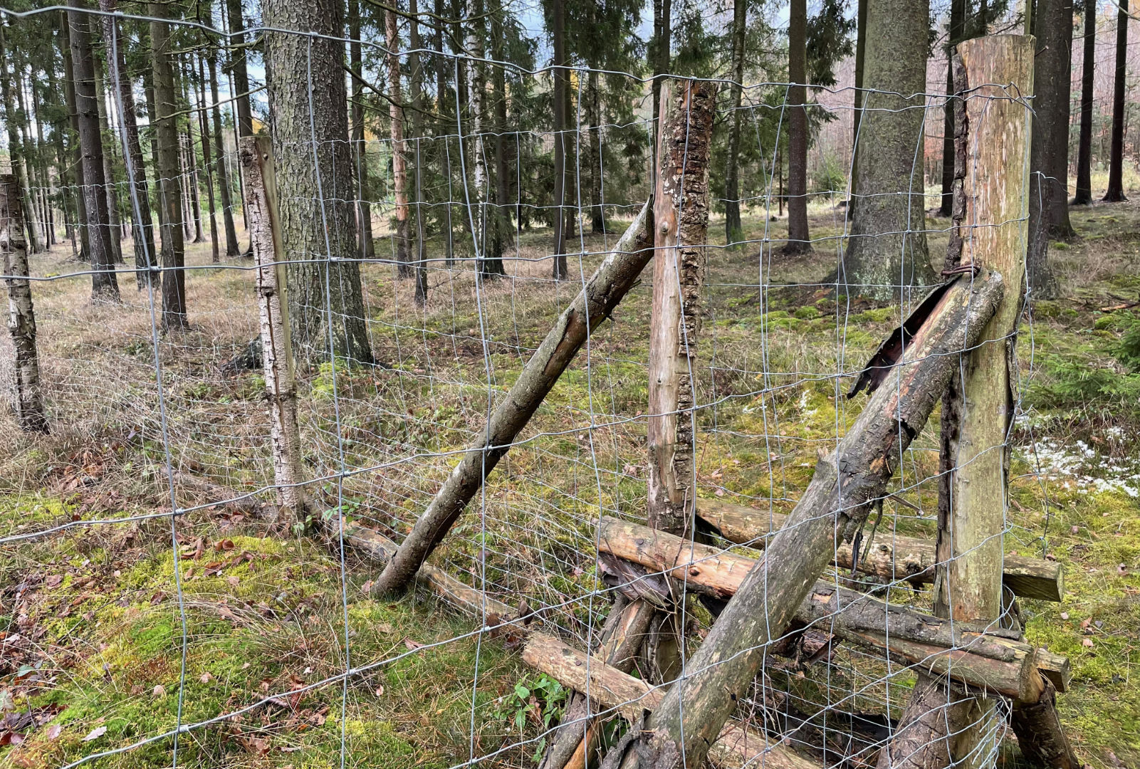 Lesnické uzlové pletivo, pozinkované, na dřevěných kůlech.