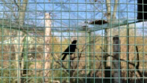 Voliérové zelené poplastované pletivo (svařované) – ptačí voliéra v zoologické zahradě.