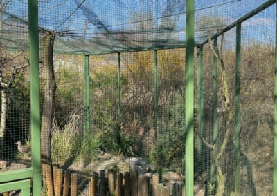Voliérové zelené poplastované pletivo (svařované) – voliéra v zoologické zahradě.
